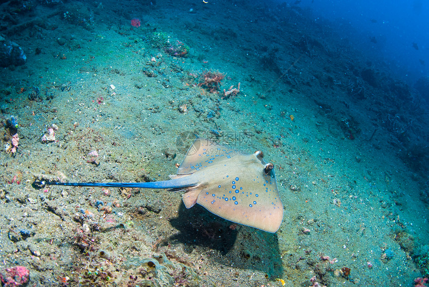 蓝色发现刺青线潜水员情调野生动物橙子浮潜珊瑚海绵海浪异国呼吸管图片