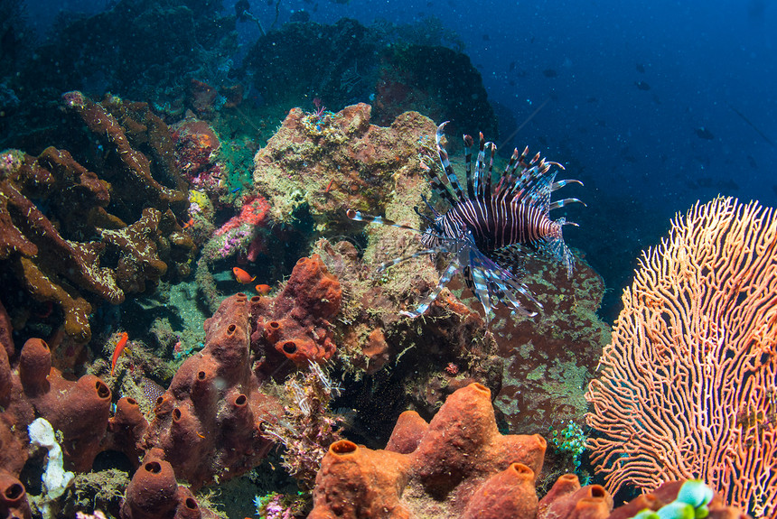 巴厘岛的狮子海狮海浪乐趣野生动物潜水海藻海洋潜水员水族馆世界情调图片