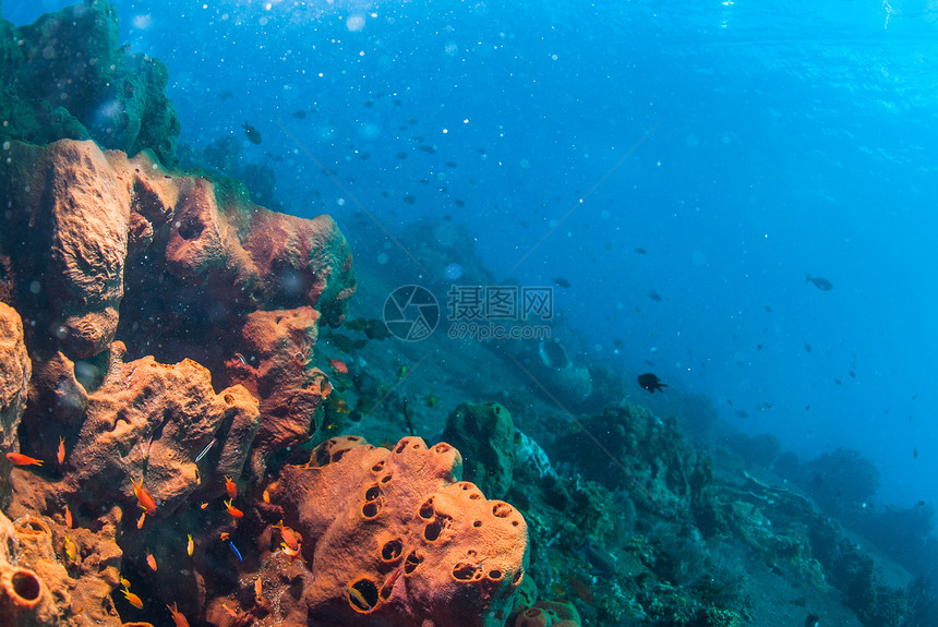 巴厘的水下珊瑚 鱼类和植物荒野浮潜蓝色海星热带橙子星星海浪异国情调图片