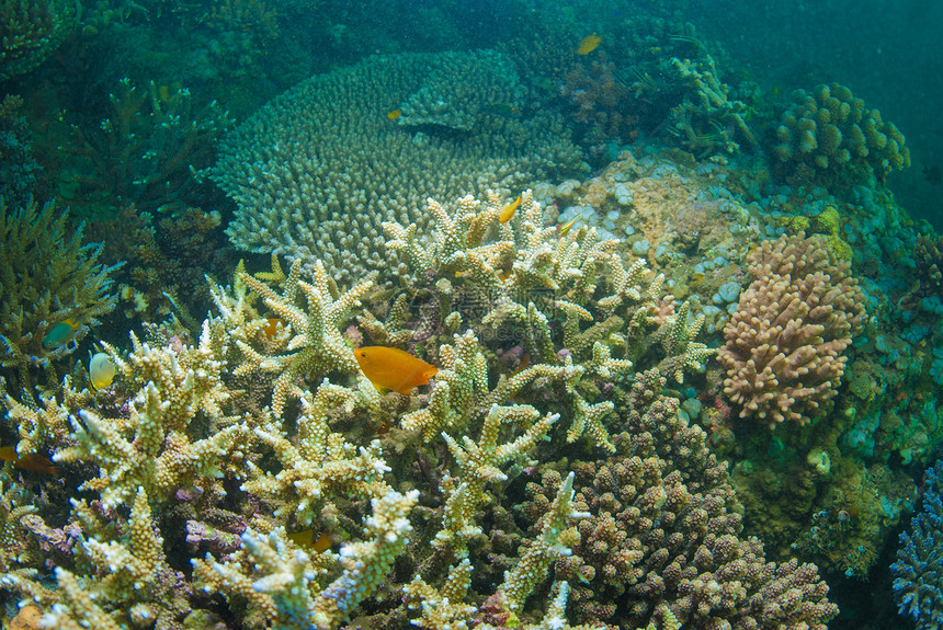 巴厘的水下珊瑚 鱼类和植物浮潜乐趣海星海绵热带海洋星星橙子世界情调图片