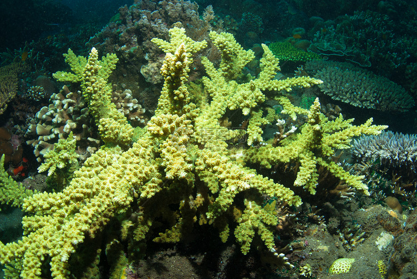 珊瑚 巴厘世界水族馆异国情调星星海绵橙子植物潜水荒野图片