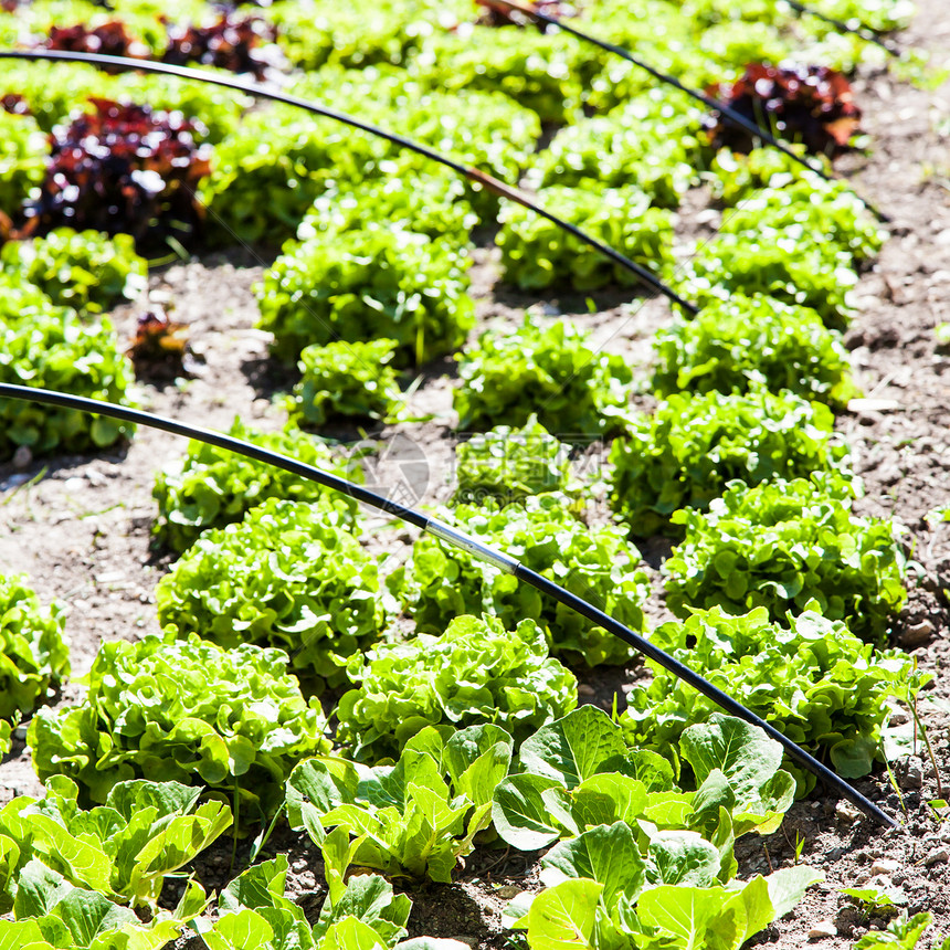 蔬菜园文化国家厨房叶子农业饮食植物农场园艺花园图片