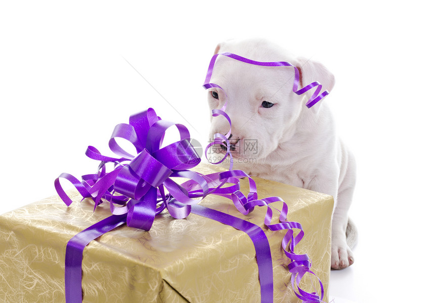 美籍斯塔福德郡盒子猎犬生日白色宠物小狗展示工作室职员纯品种图片
