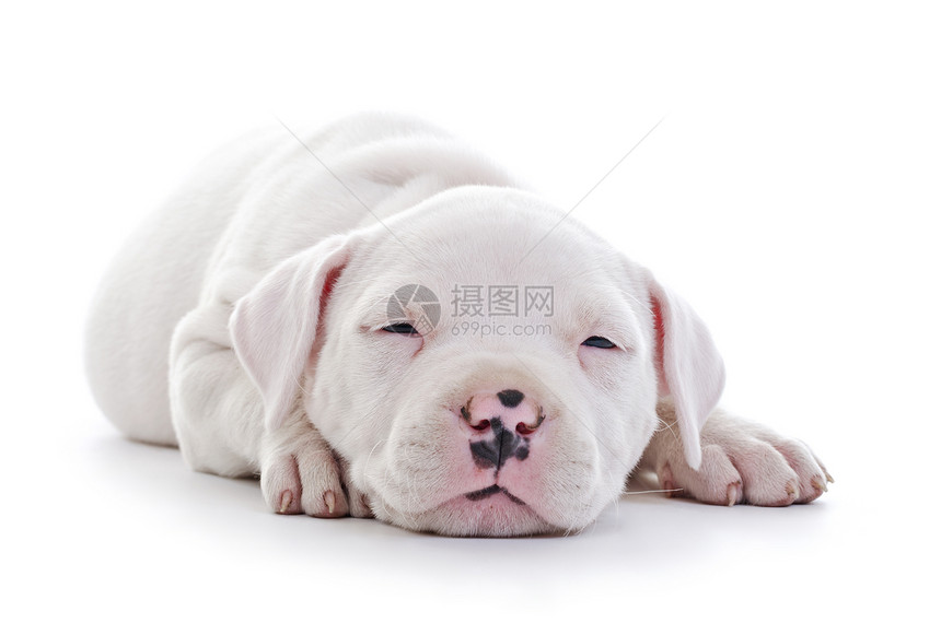 美籍斯塔福德郡白色品种宠物猎犬职员工作室哺乳动物犬类动物婴儿图片