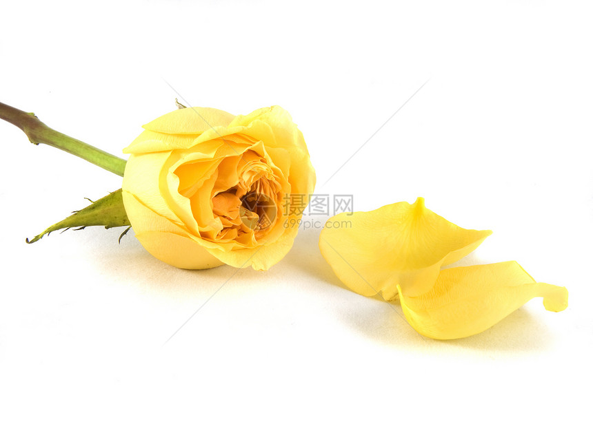 黄玫瑰花瓣叶子植物花束黄色绿色活力白色图片