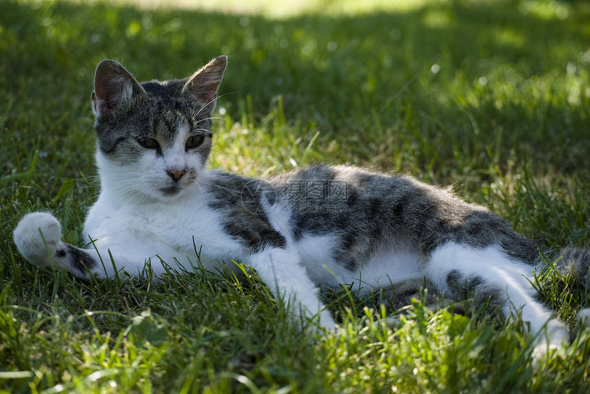 猫咪哺乳动物条纹毛皮灰色小猫宠物动物图片