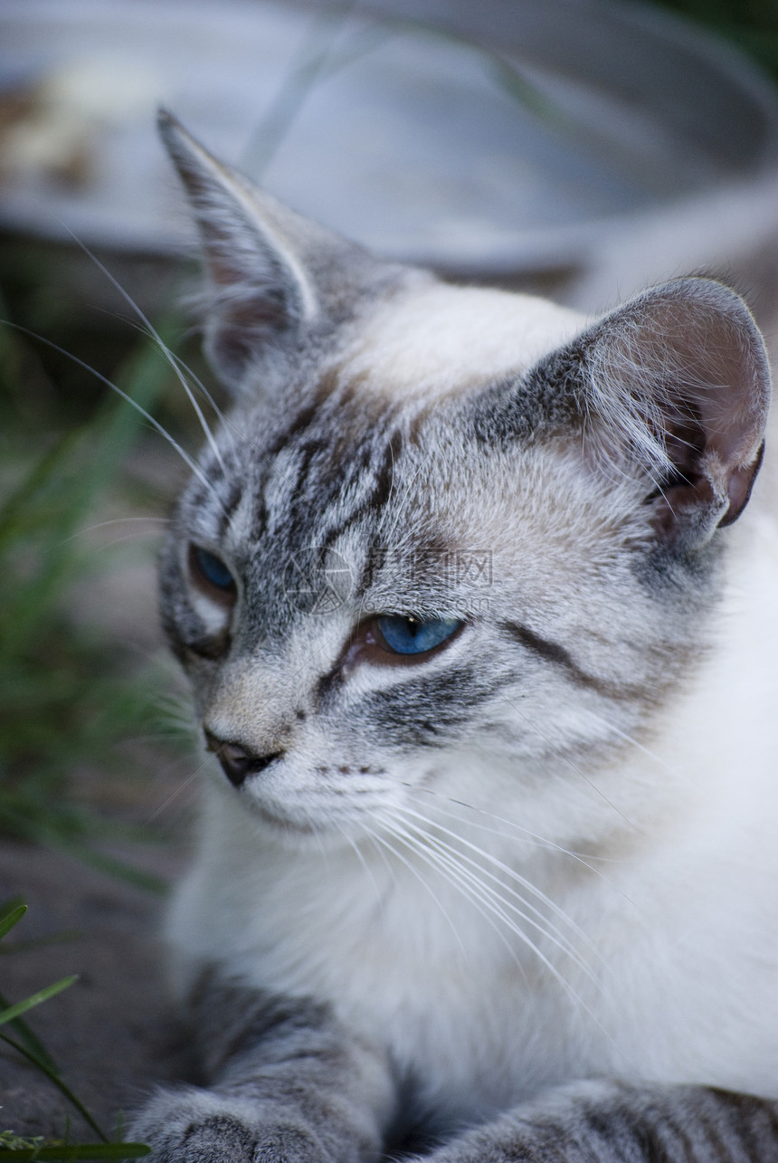 猫咪宠物眼睛小猫动物灰色哺乳动物条纹毛皮蓝色图片