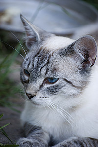 猫咪宠物眼睛小猫动物灰色哺乳动物条纹毛皮蓝色背景图片