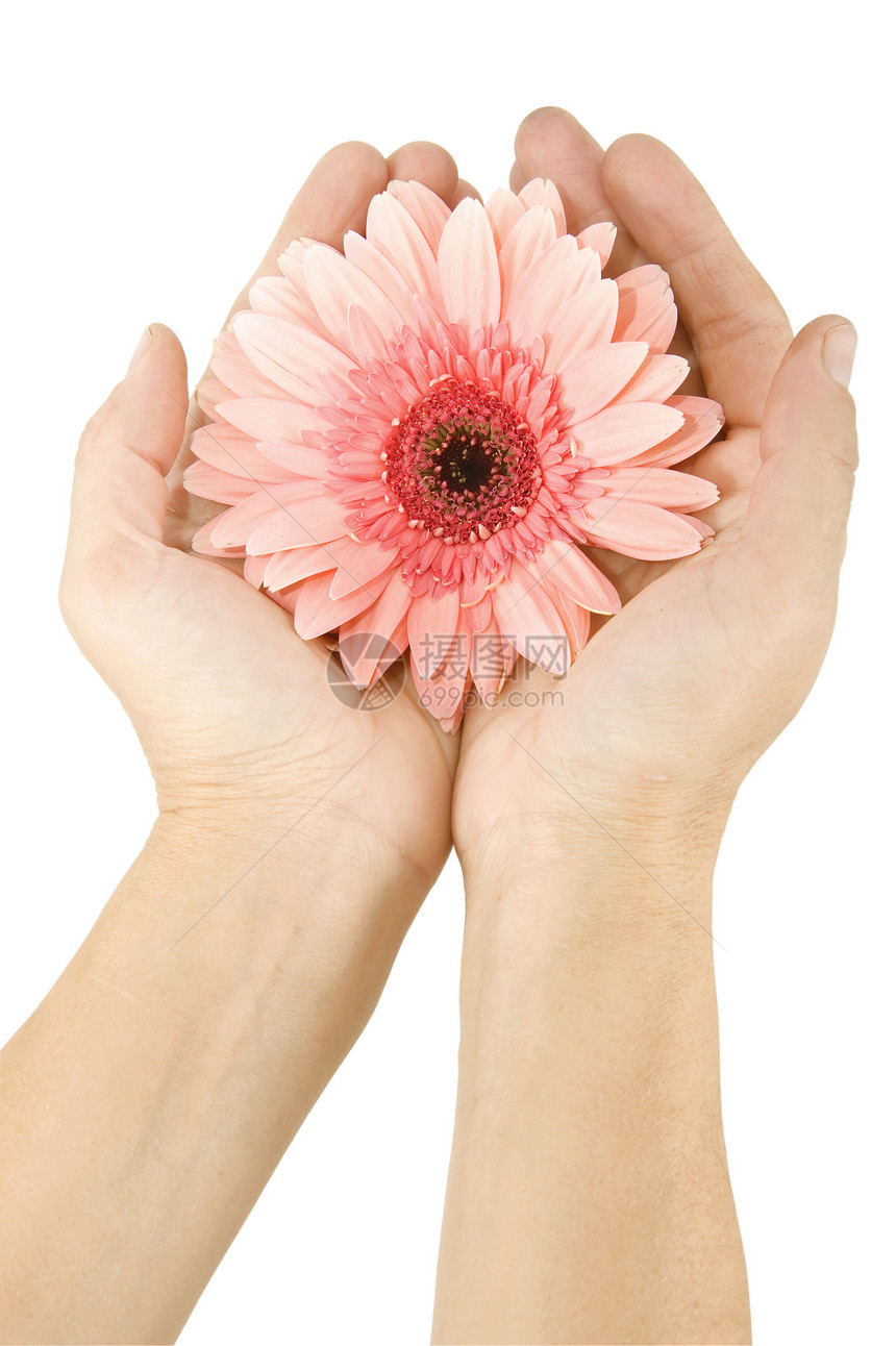 手有花的雌性雏菊白色生活活力粉色脆弱性女性植物图片