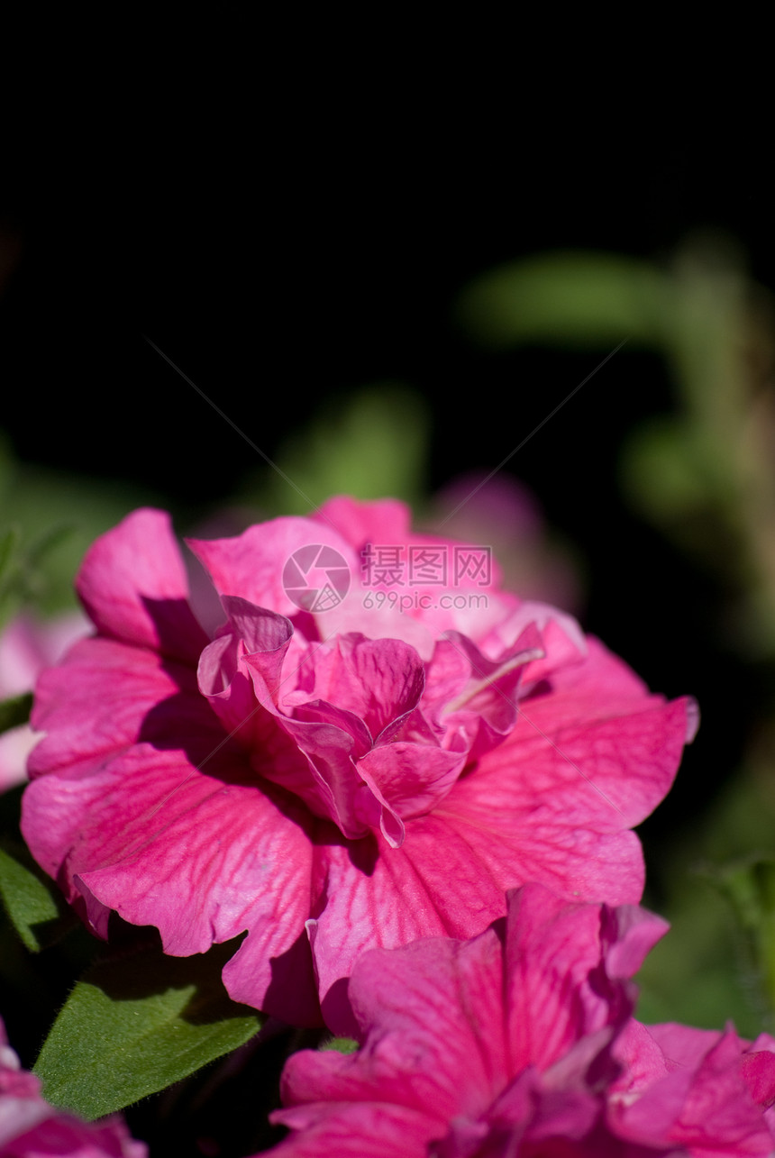 粉红花花红色植物群花园粉色树叶图片