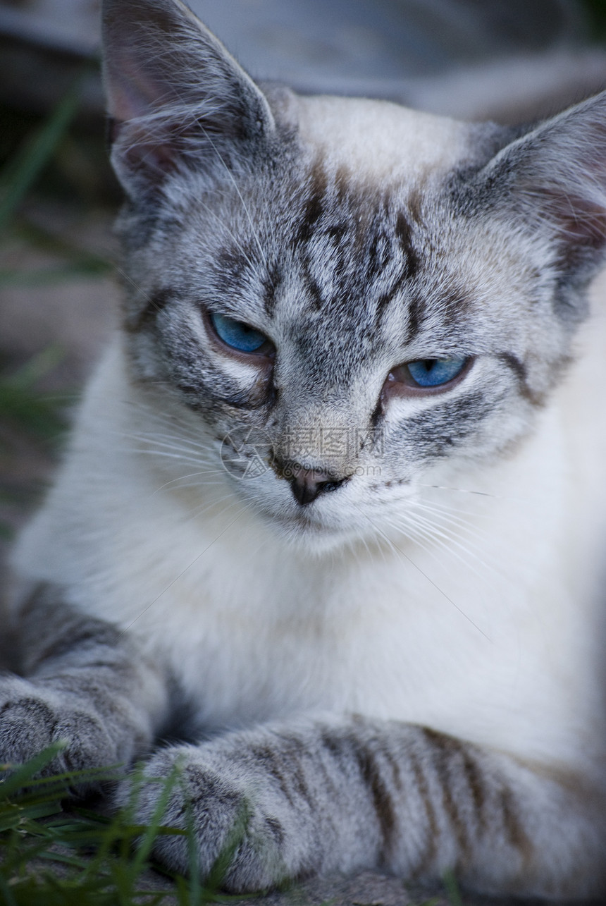 猫咪小猫条纹毛皮哺乳动物眼睛蓝色宠物动物灰色图片