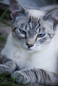 猫咪小猫条纹毛皮哺乳动物眼睛蓝色宠物动物灰色背景图片