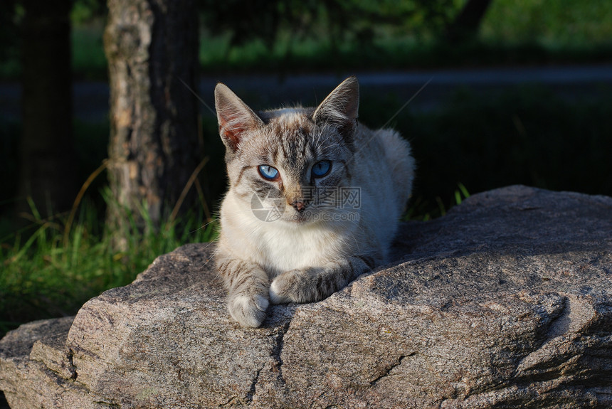 猫咪眼睛小猫哺乳动物条纹动物灰色毛皮宠物蓝色图片