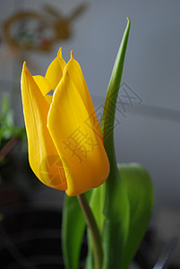 黄色郁金郁金香绿色花园背景图片
