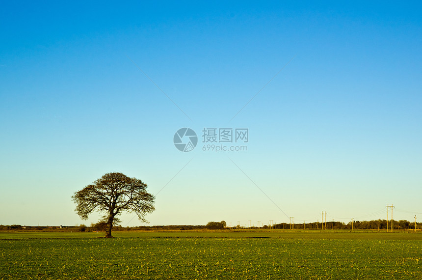 接线树土地家谱独奏橡木蓝色牧场季节风景农场图片