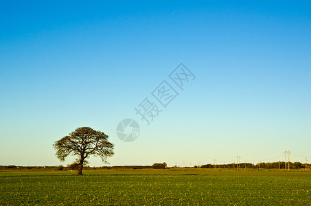 接线树土地家谱独奏橡木蓝色牧场季节风景农场背景