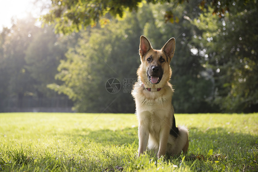 公园里的纯种小阿萨天狗犬类动物伴侣警卫血统小狗注意力宠物姿势牧羊犬图片