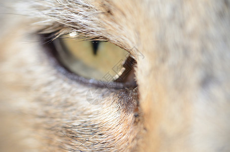 猫眼短片宠物动物背景图片
