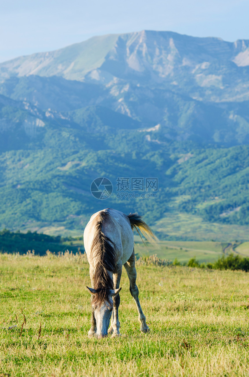孤单的马在草地上牧场天空场景场地乡村棕色哺乳动物水平家畜荒野图片