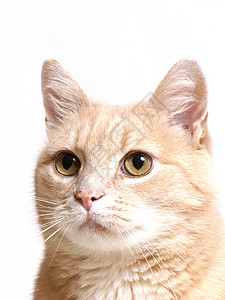 金洁猫爪子外套动物猫咪猫科小猫橙子晶须好奇心注意力背景图片