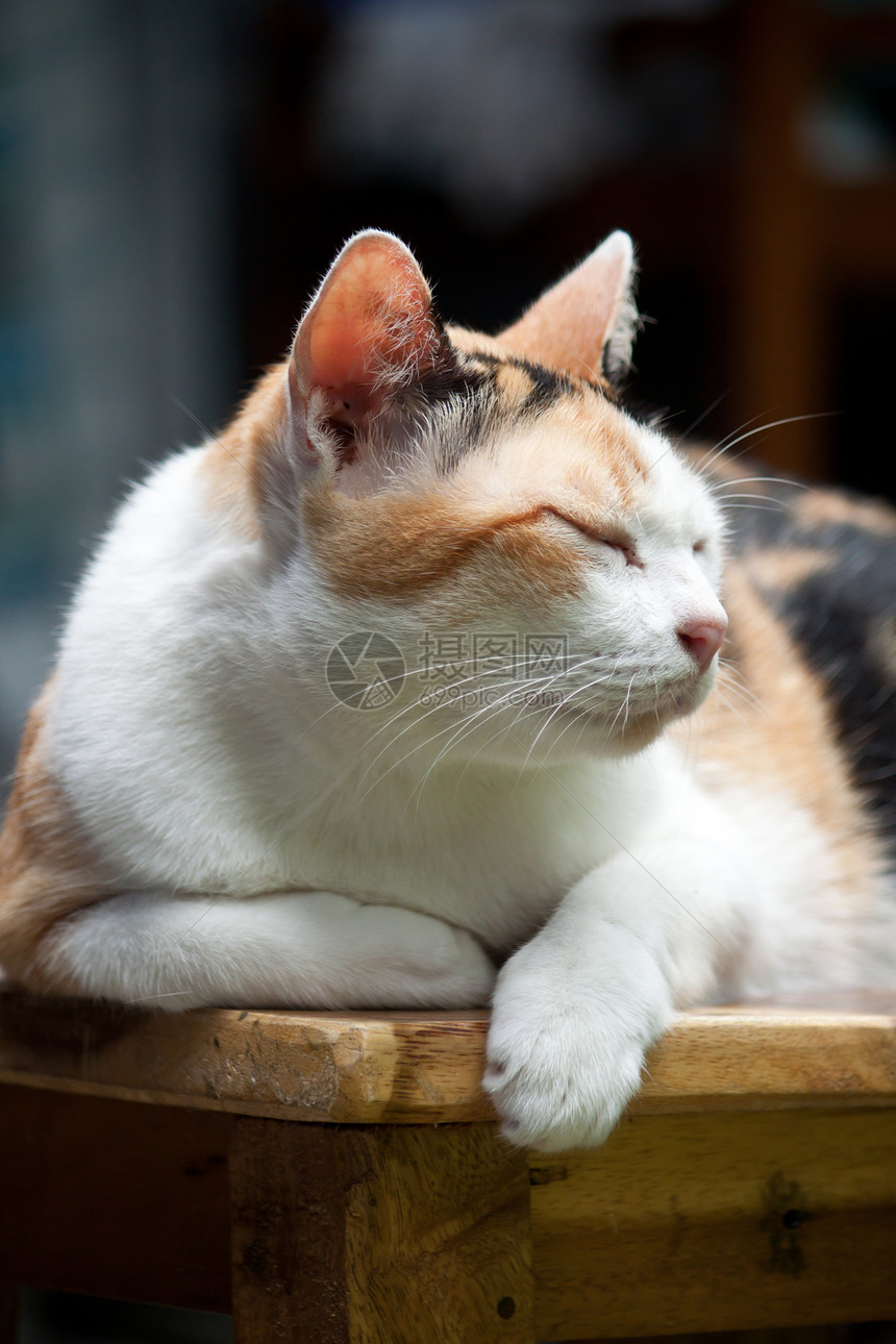 睡觉猫科尾巴哺乳动物宠物红色胡须橙子小猫白色毛皮图片