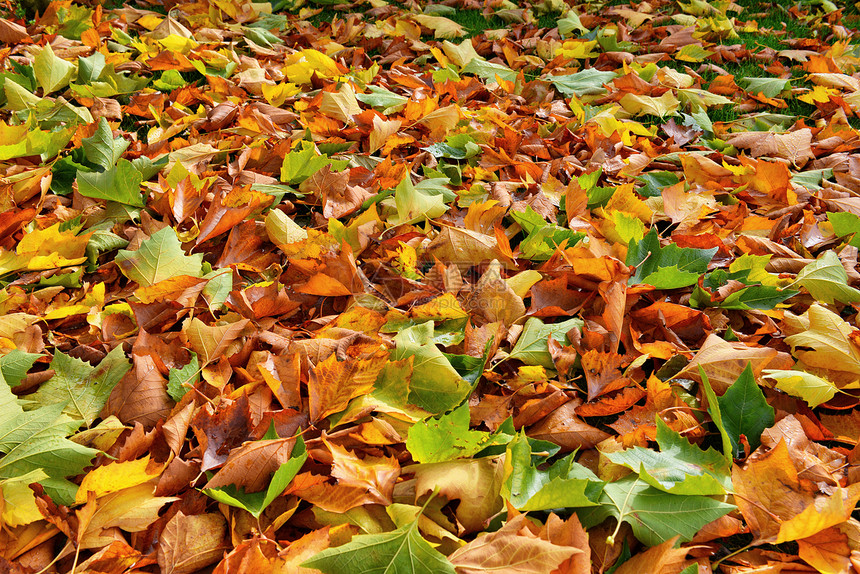 秋余假黄色叶子飞机绿色树叶森林梧桐树棕色树木红色图片