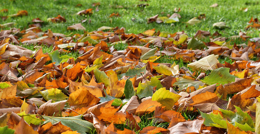 秋余假森林飞机黄色草地树木梧桐树红色叶子树叶棕色图片