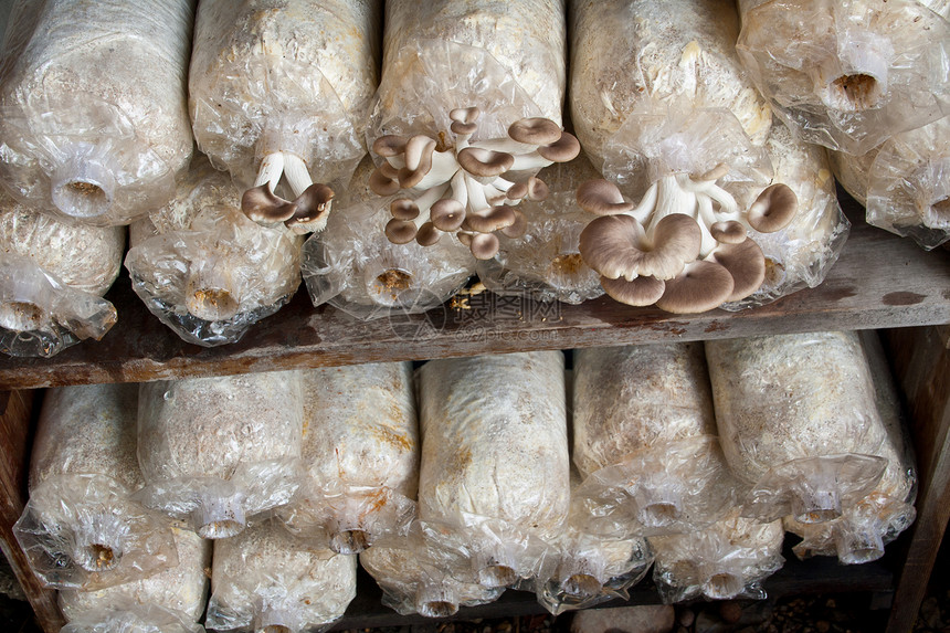 牡蛎蘑菇蔬菜美食餐厅食物棕色白色图片