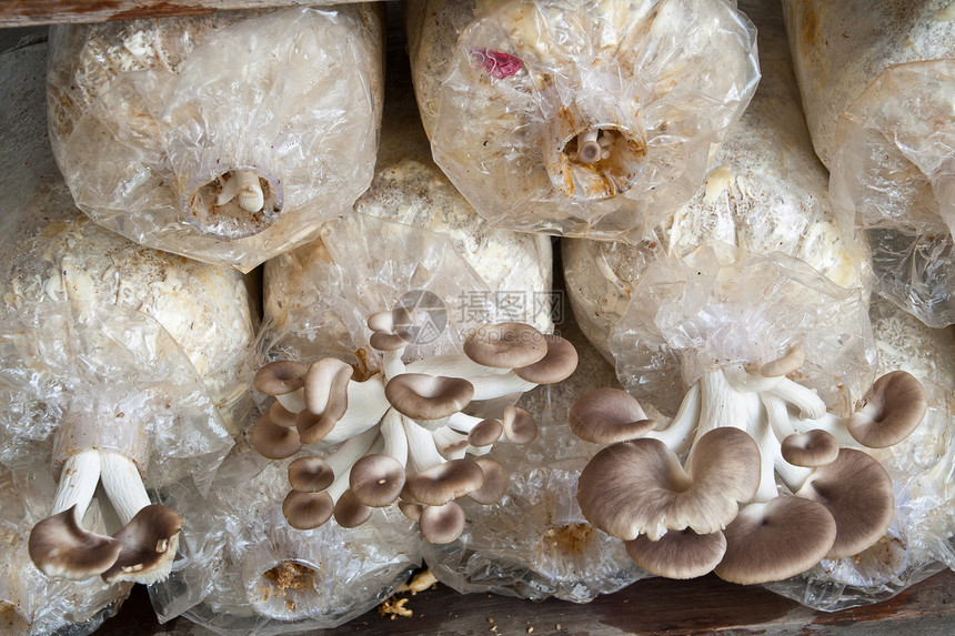 牡蛎蘑菇蔬菜棕色食物美食餐厅白色图片