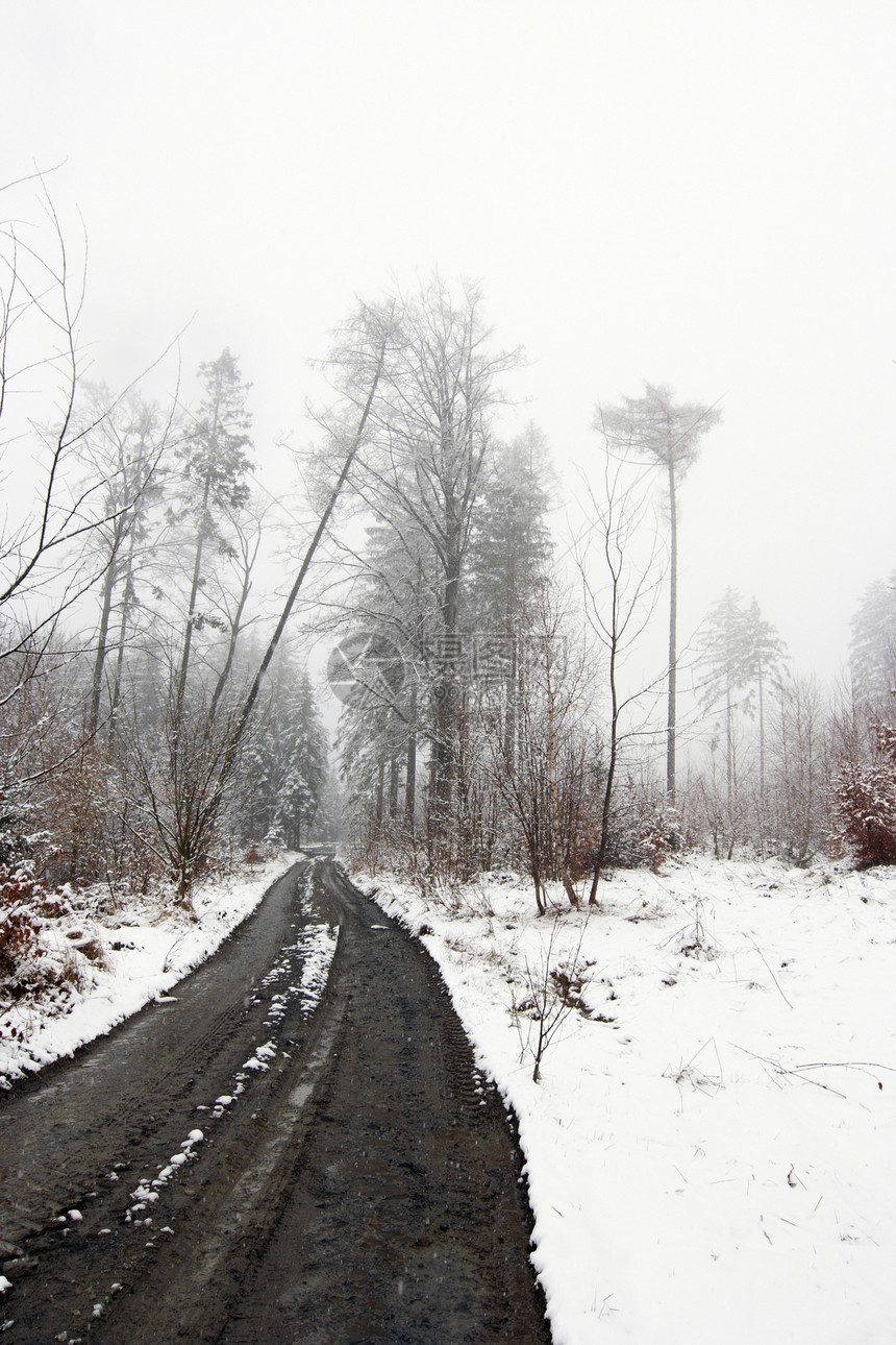 下雪分支机构景观树木雪景气氛森林寒冷天气白色情绪图片