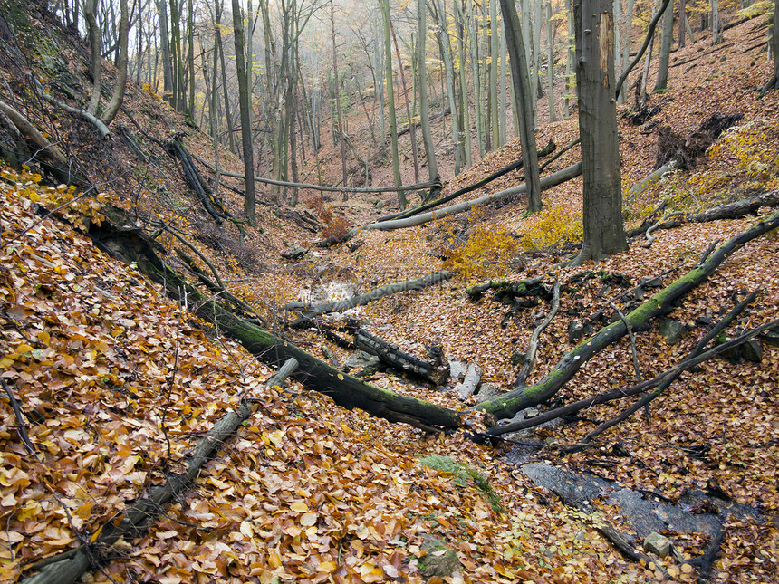 带峡谷的脆弱森林山沟榉木枯叶细流硬木幽谷溪流凉亭沟壑银行图片