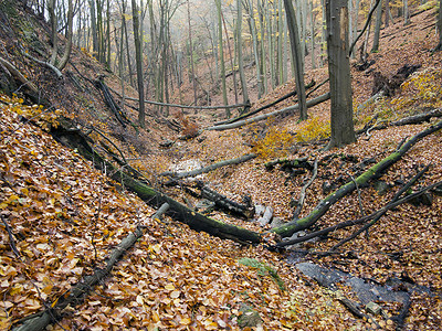 带峡谷的脆弱森林山沟榉木枯叶细流硬木幽谷溪流凉亭沟壑银行背景图片