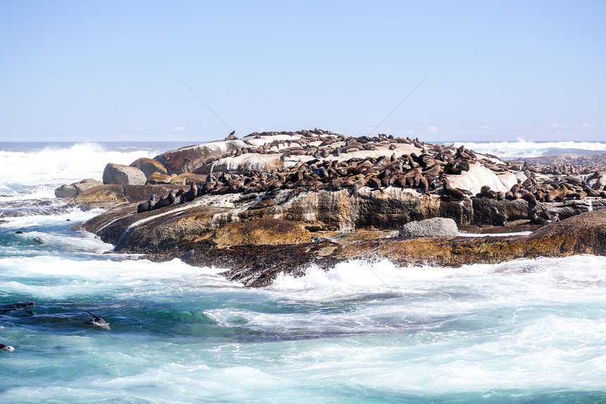 日晒海豹景点海洋蓝色岩石野生动物动物群天空旅游动物水生动物图片