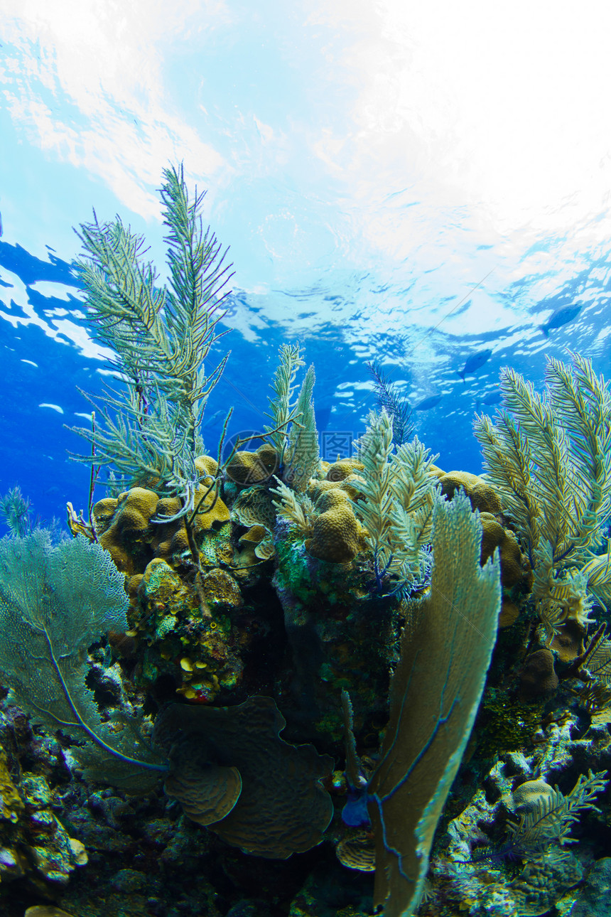 珊瑚礁热带海滩潜水蓝色旅行珊瑚海绵野生动物动物呼吸管图片