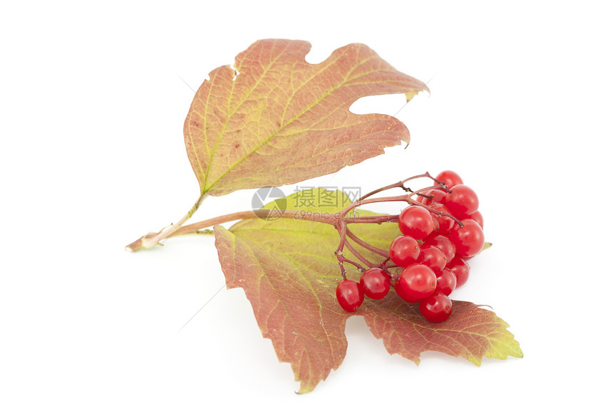 二 碳氢化合物植物红色植物群宏观水果叶子图片