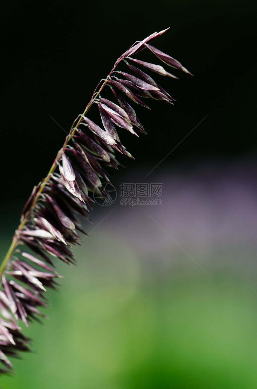 花卉背景花园植物美丽国家叶子场地生长季节草地日落图片