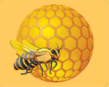 移动蜂窝蜜蜂与蜂窝金子梳理蜂蜡花粉荒野宏观动物黄色领导权威插画