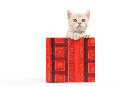 星星与小猫礼品盒中的猫猫科兽医惊喜动物猫咪婴儿毛皮生日孩子星星背景