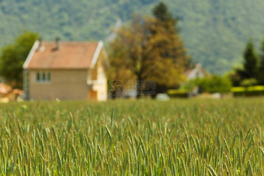早春小麦田植物农田国家小麦季节蓝色食物面包稻草收成图片
