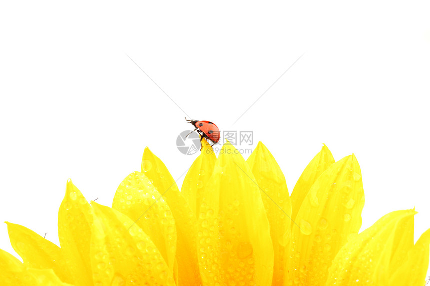 向日葵上拉虫花粉植物学生物学晴天甲虫昆虫花瓣橙子花园太阳图片
