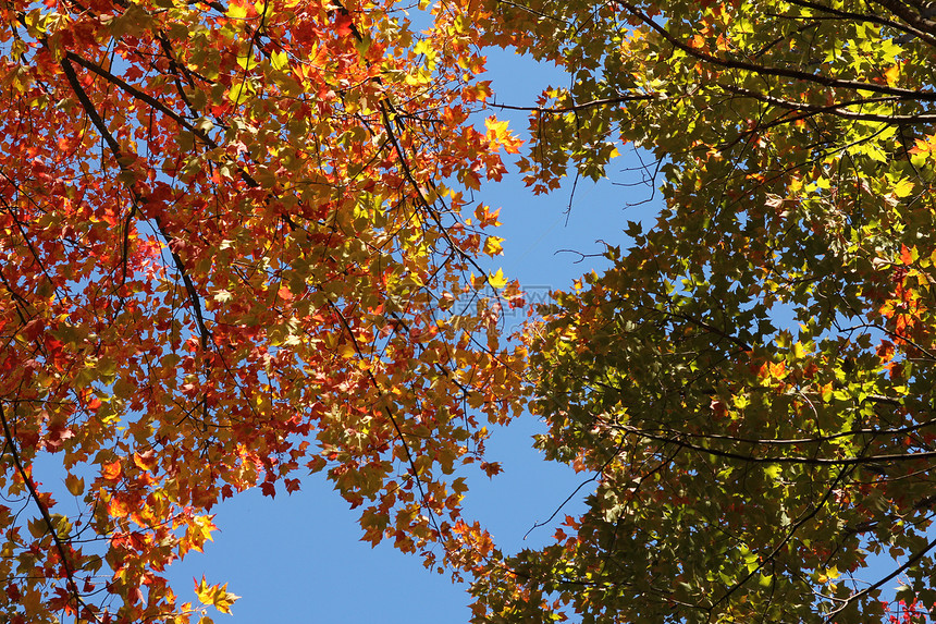 多彩树形树枝棕色绿色公园橙子红色季节木头黄色森林树叶图片