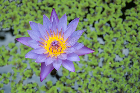 莲花花粉色荷花花园阳光百合池塘美丽绿色植物学背景图片