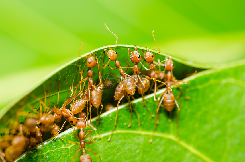 红色 ant 团队合作漏洞叶子昆虫工人森林力量宏观丛林图片