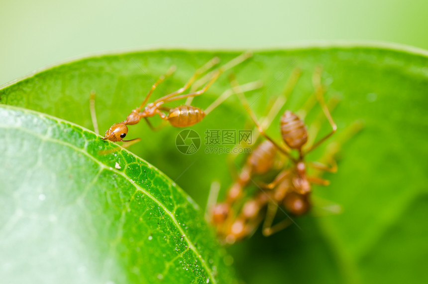 红色 ant 团队合作宏观工人森林丛林叶子力量漏洞昆虫图片
