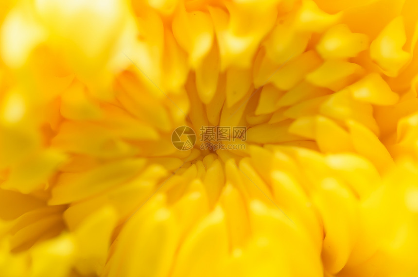 花朵宏观植物群菊花花园黄色植物学图片