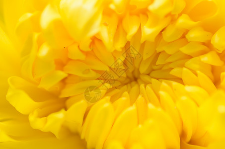 花朵宏观花园菊花植物群植物学黄色背景图片