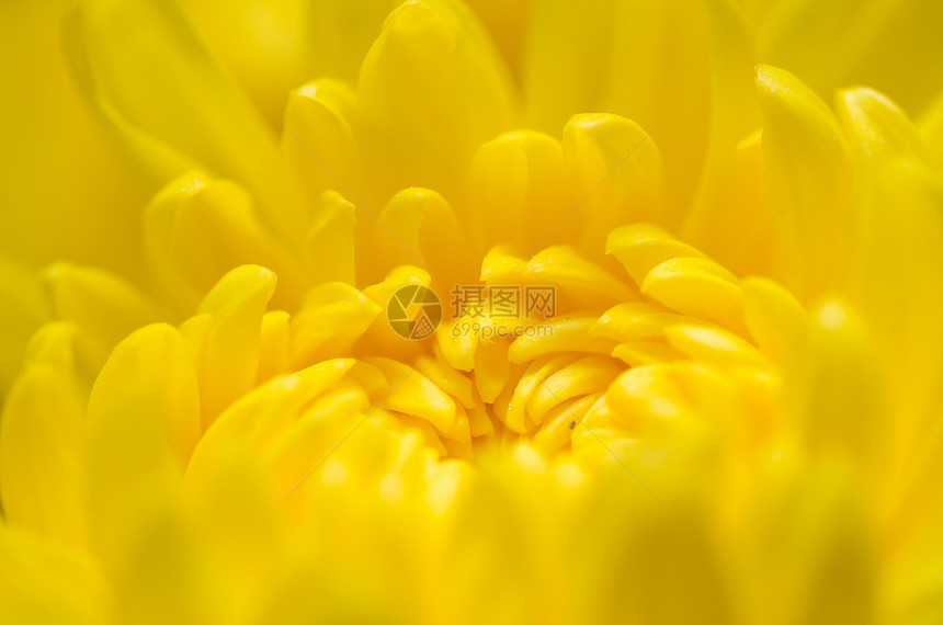 花朵宏观菊花花园黄色植物群植物学图片