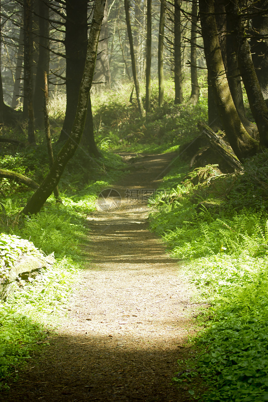 森林路径旅游光束太阳冒险植被风景小路远足荒野枝条图片