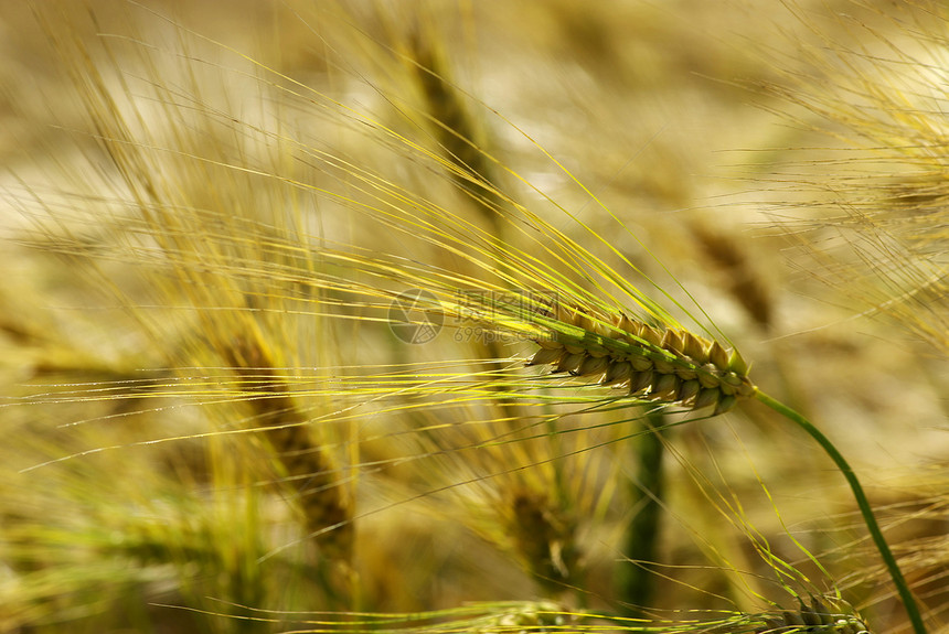 尖加植物玉米生产种子乡村粮食农民季节场地培育图片