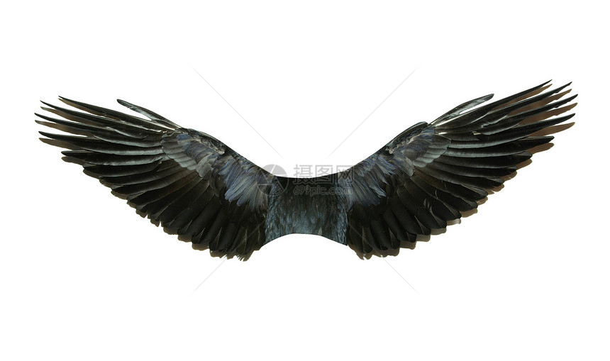 翅膀天堂羽毛信仰天空自由航班童话魔法鸽子鸟类图片